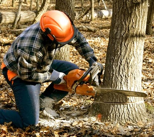 Tree Removal in North Bridgton, ME